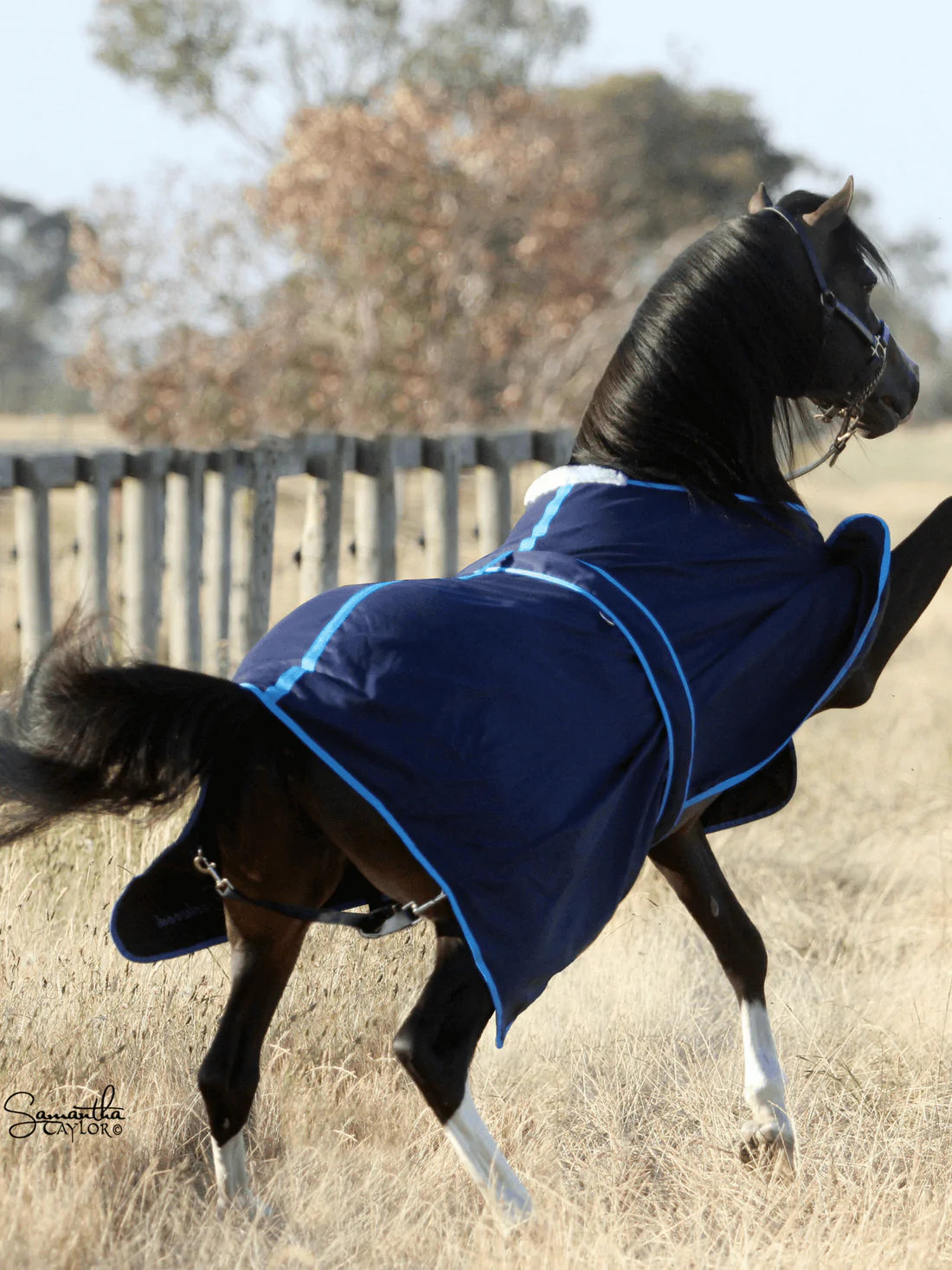 Earlwood Navy Cotton Show Rug (Rug & Tail Bag only) - NAVY/ELECTRIC BLUE